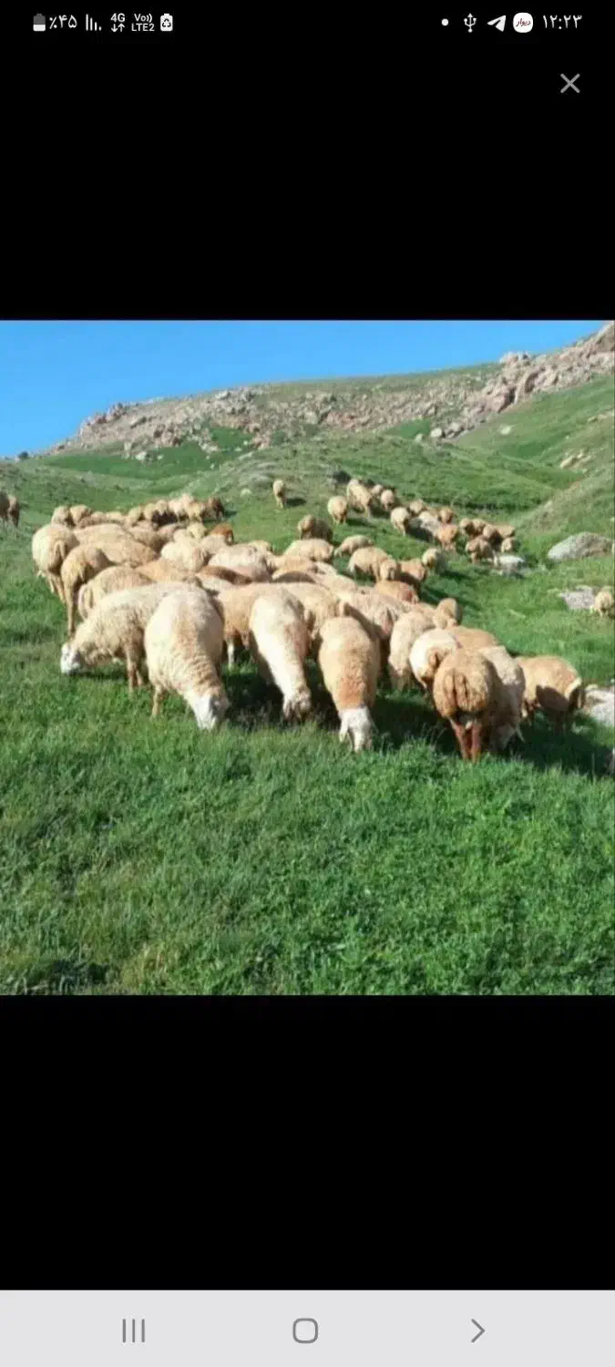 دامداری نسیم شهر|حیوانات مزرعه|بهارستان, |دیوار