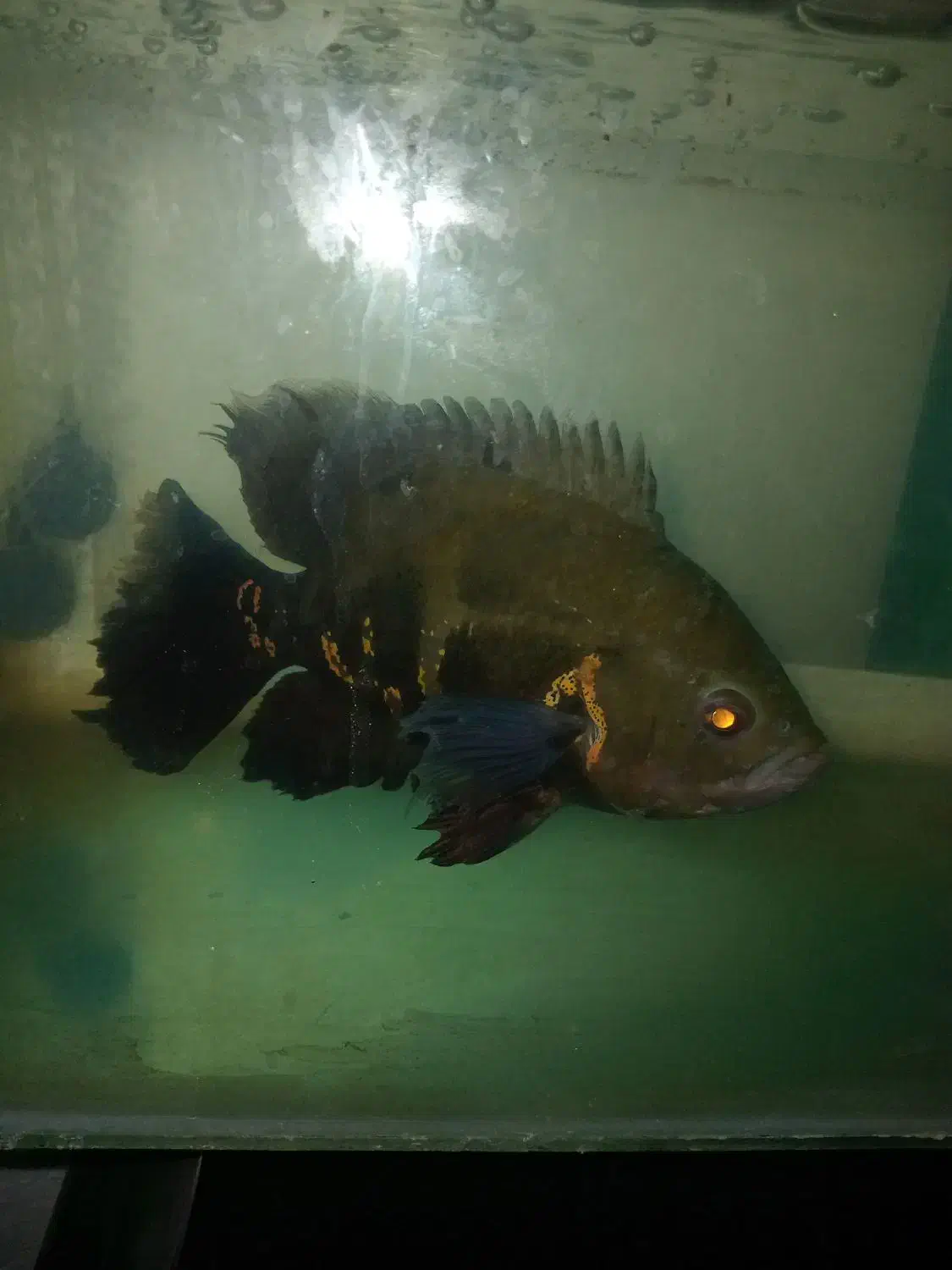 آکواریوم بزرگ و ماهی اسکار بزرگ|ماهی|گرگان, |دیوار