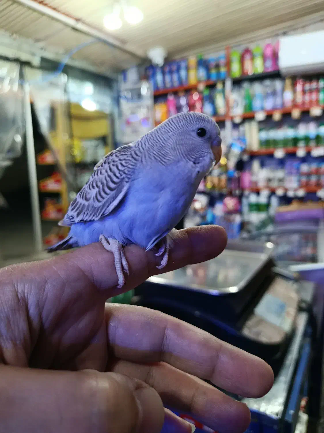 مرغ عشق جوان|پرنده|رودسر, |دیوار