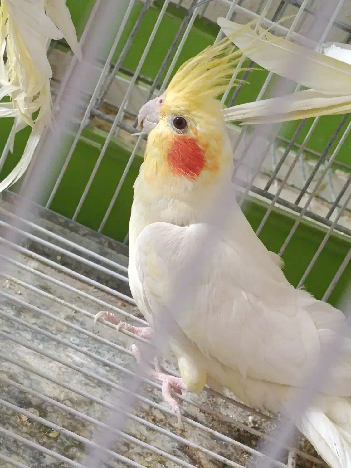 جفت عروس هلندی فوق مولد به شرط با ضمانت ۴تا جوجه|پرنده|شیراز, شهرک صدا و سیما|دیوار