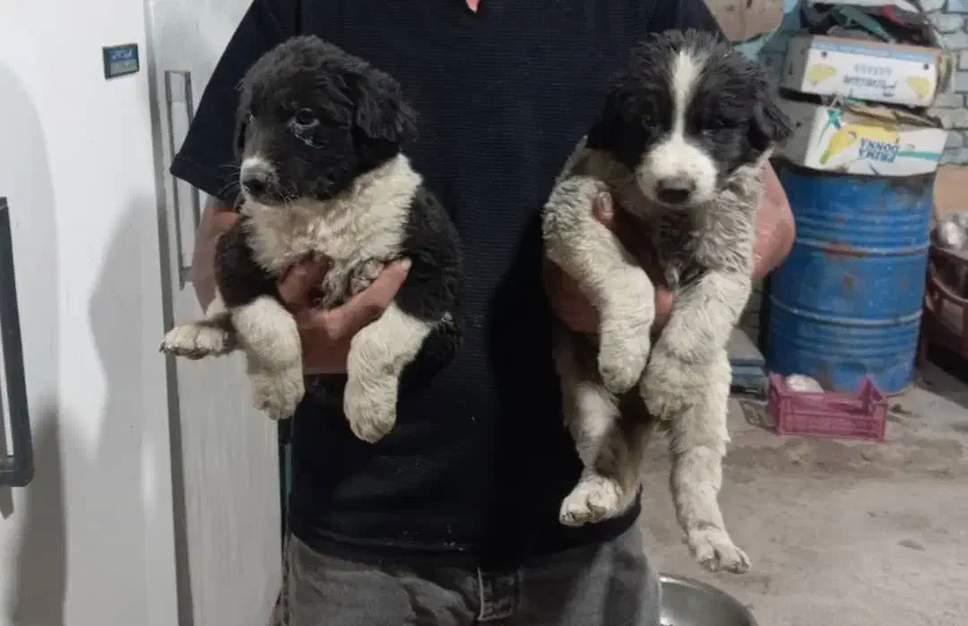 نر ماده قهدرجونی|سگ|زرند, |دیوار