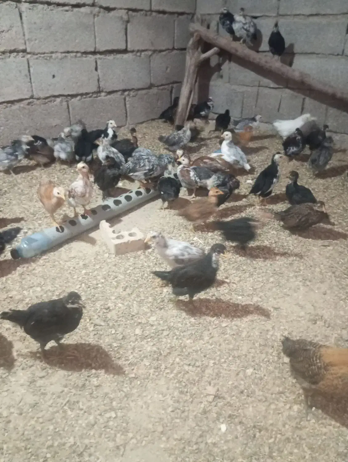 جوجه مرغ گلین|حیوانات مزرعه|اندیمشک, |دیوار