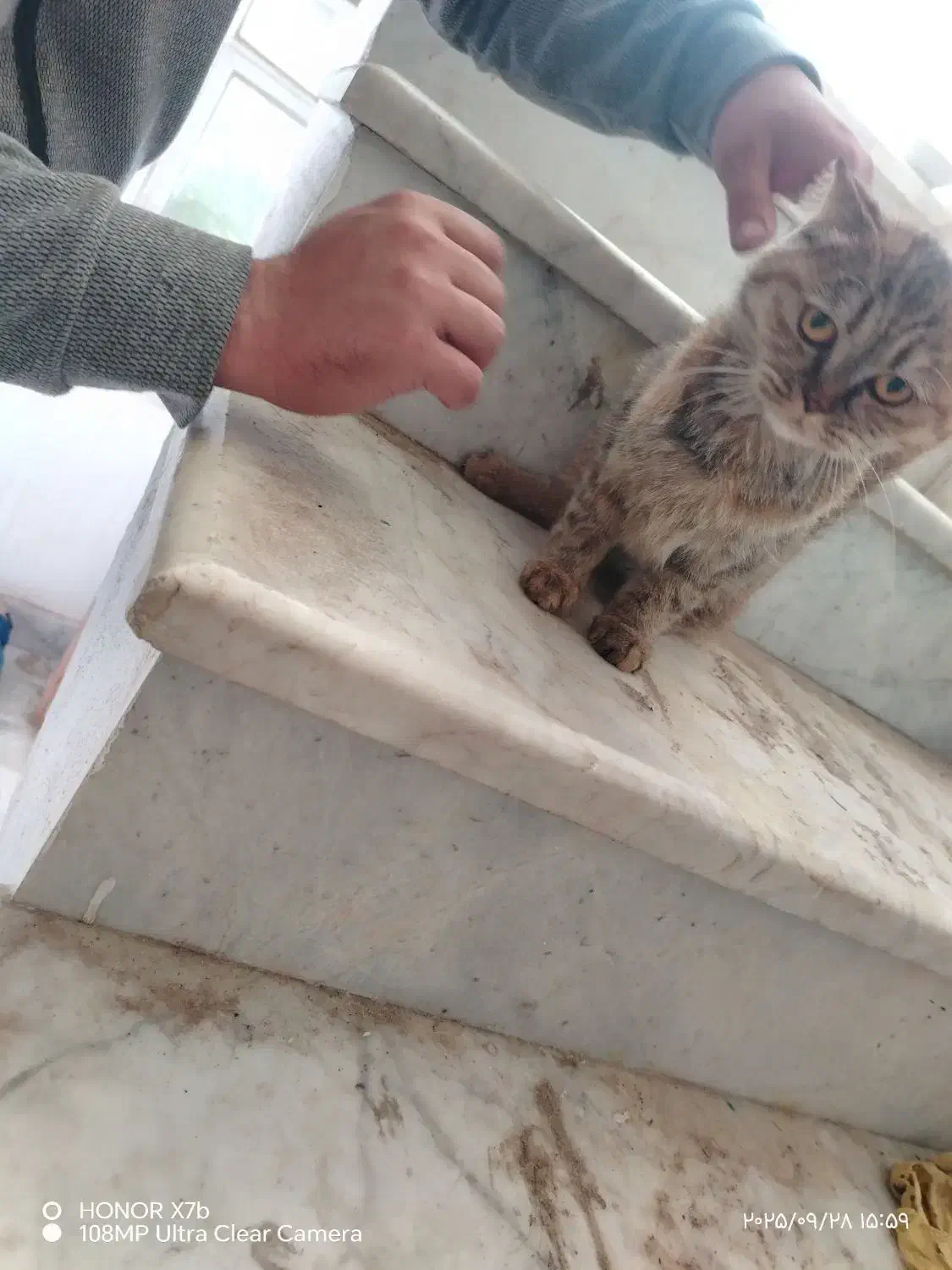 گربه اسکاتیش فولد|گربه|نیشابور, فرح بخش|دیوار