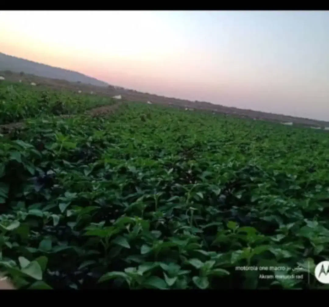 فروش زمین|فروش دفتر صنعتی، کشاورزی، تجاری|قنوات, |دیوار