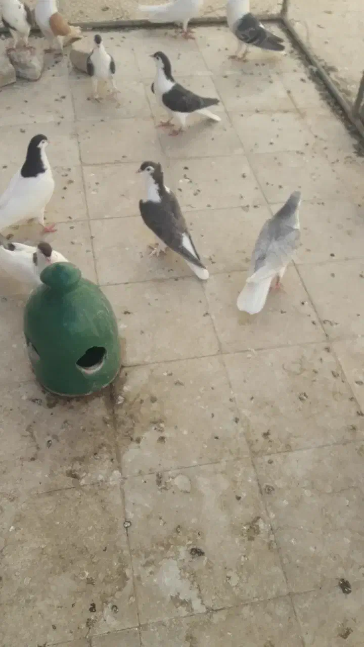 پلاس گمشده|حیوانات|قم, هنرستان|دیوار