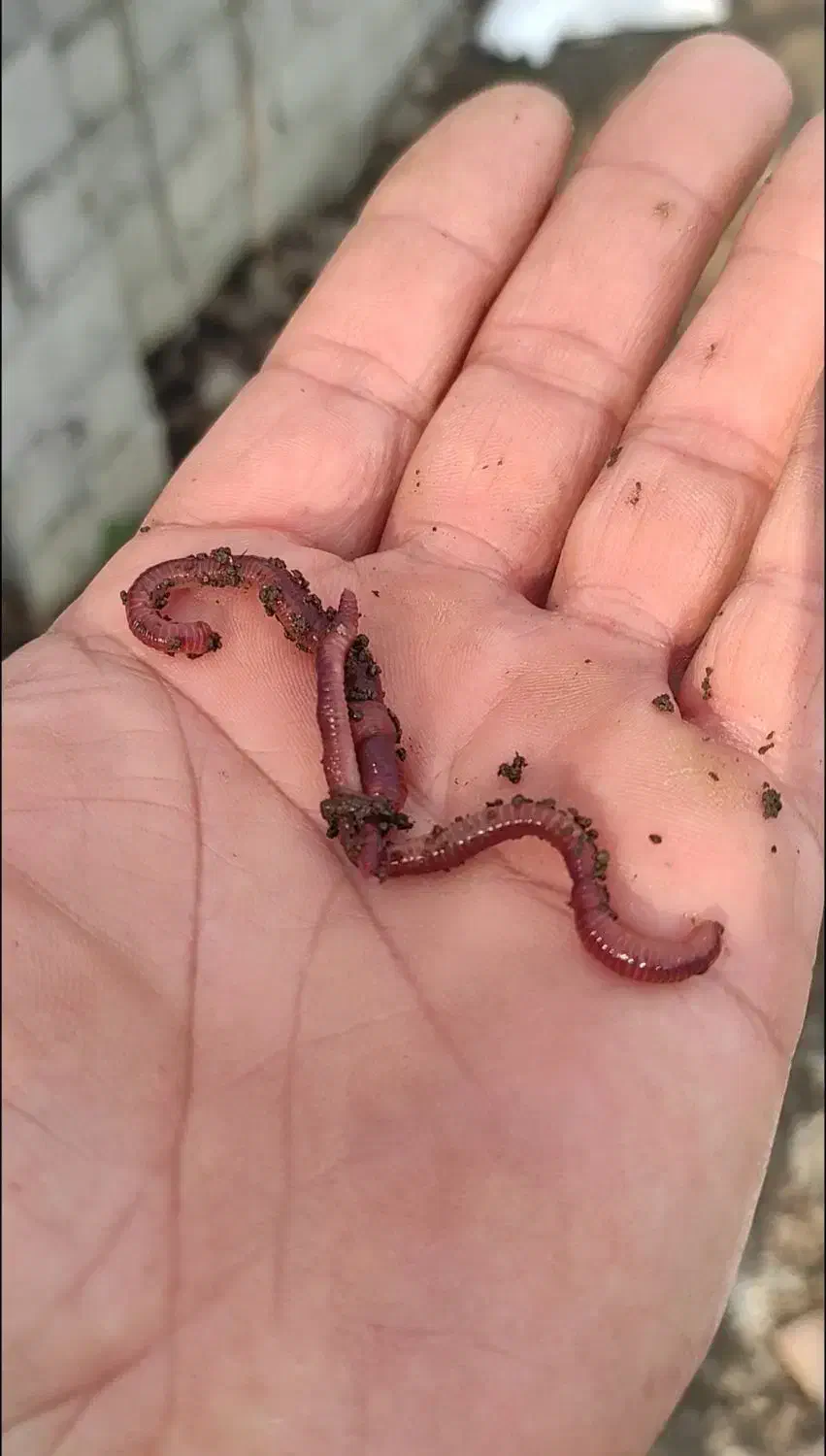 کرم بستر|خزنده|آمل, |دیوار