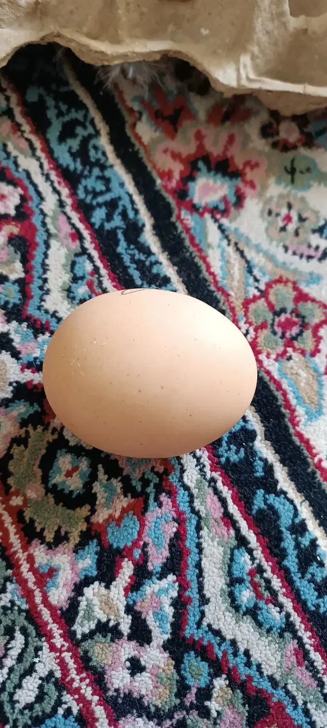 تخم مرغ محلی دوزرده تازه|خوردنی و آشامیدنی|کرمان, |دیوار