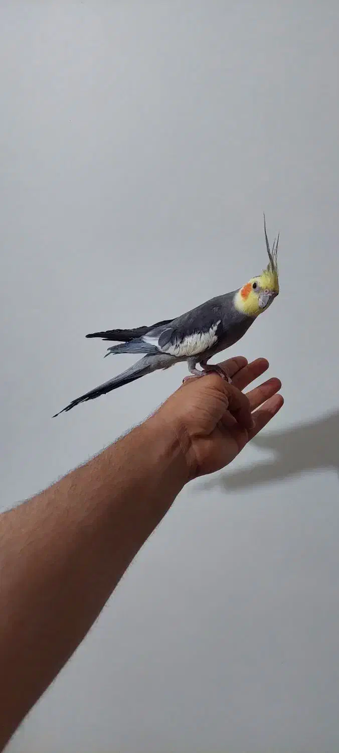 عروس هلندی سینامون|پرنده|اهواز, زیتون کارمندی|دیوار