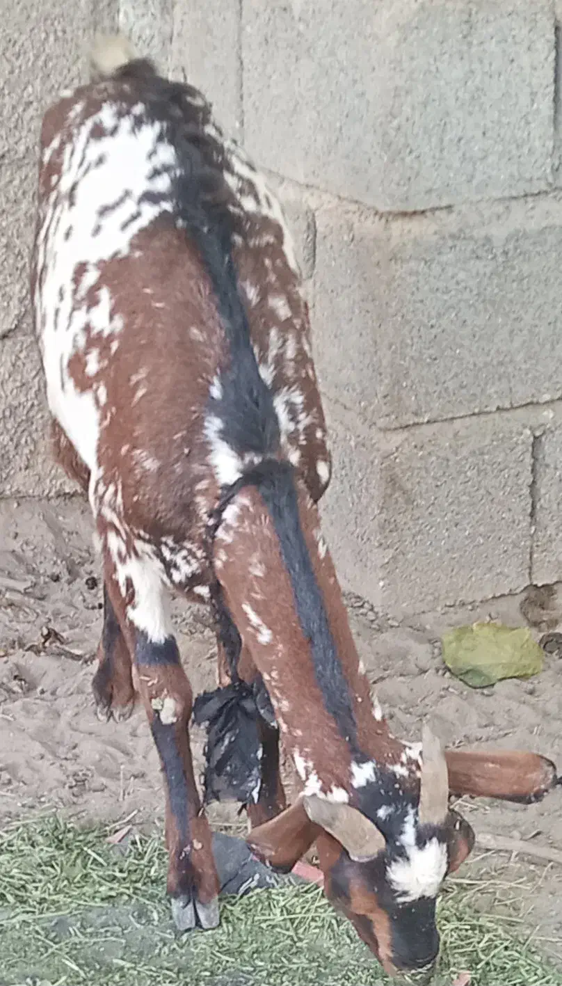 بز ابستن|حیوانات مزرعه|میناب, |دیوار