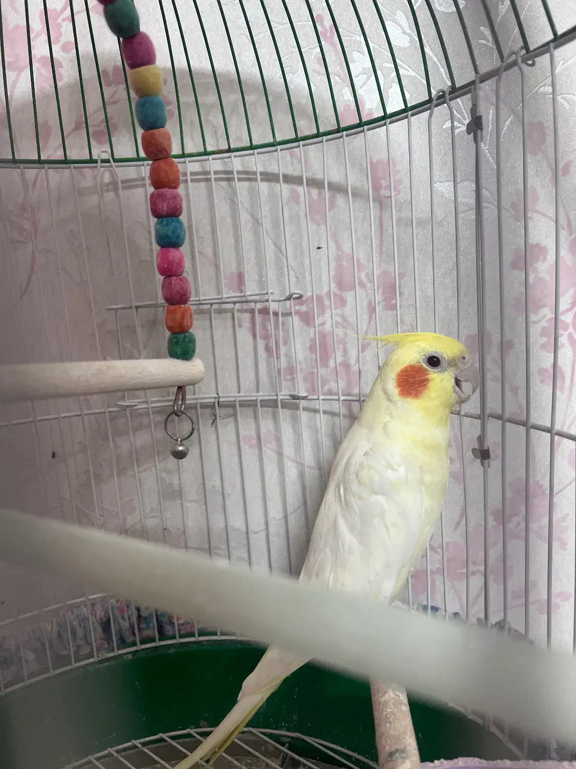 عروس هلندی|پرنده|اصفهان, سپاهانشهر|دیوار