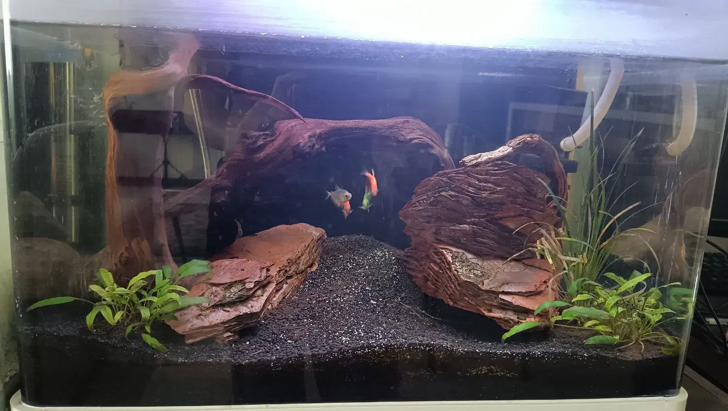 آکواریوم با لوازم|ماهی|پردیس, فاز ۸|دیوار