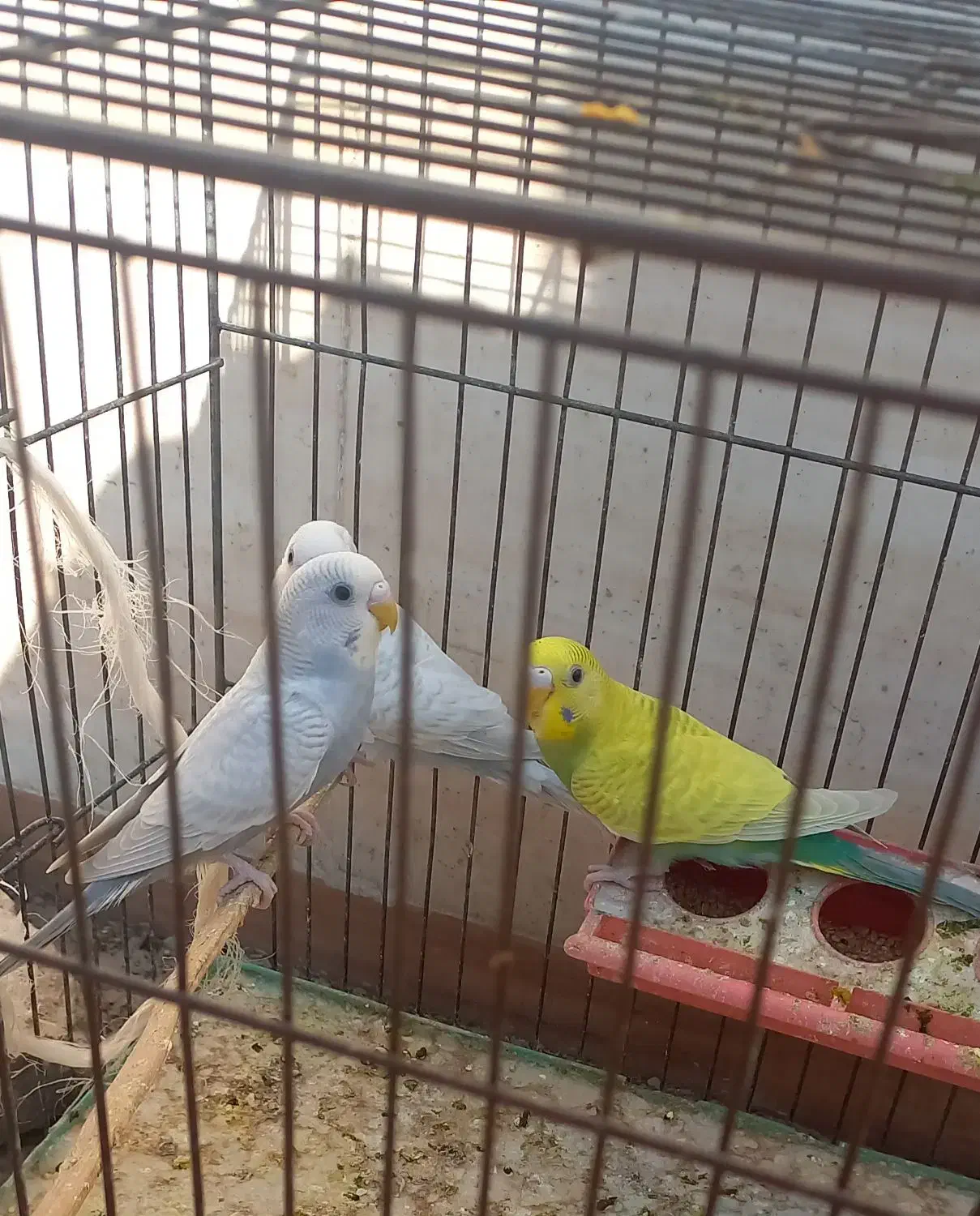 جوجه مرغ عشق|پرنده|اندیمشک, |دیوار