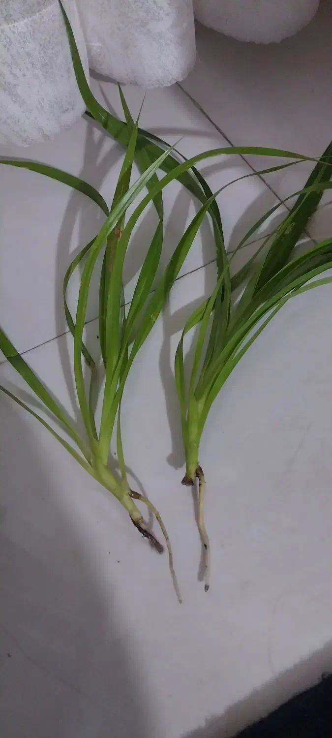 قلمه گل|گل و گیاه طبیعی|نیشابور, گنبد سبز|دیوار