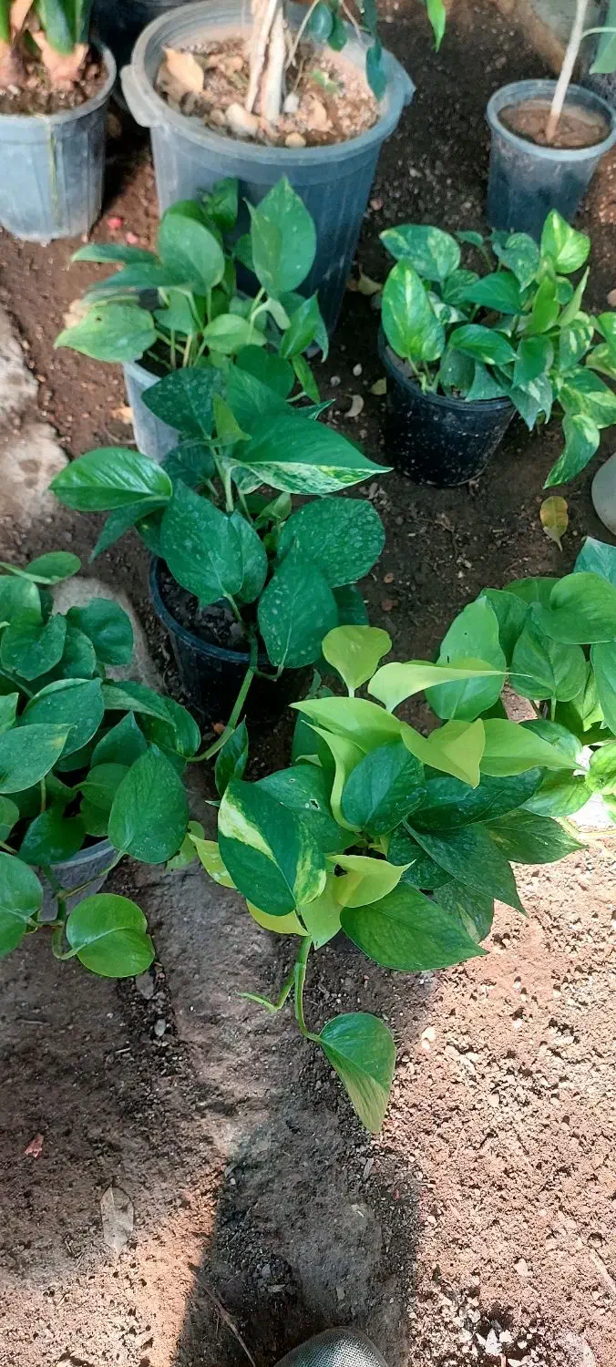 پتوس ۱۷۰|گل و گیاه طبیعی|قم, خداکرم|دیوار