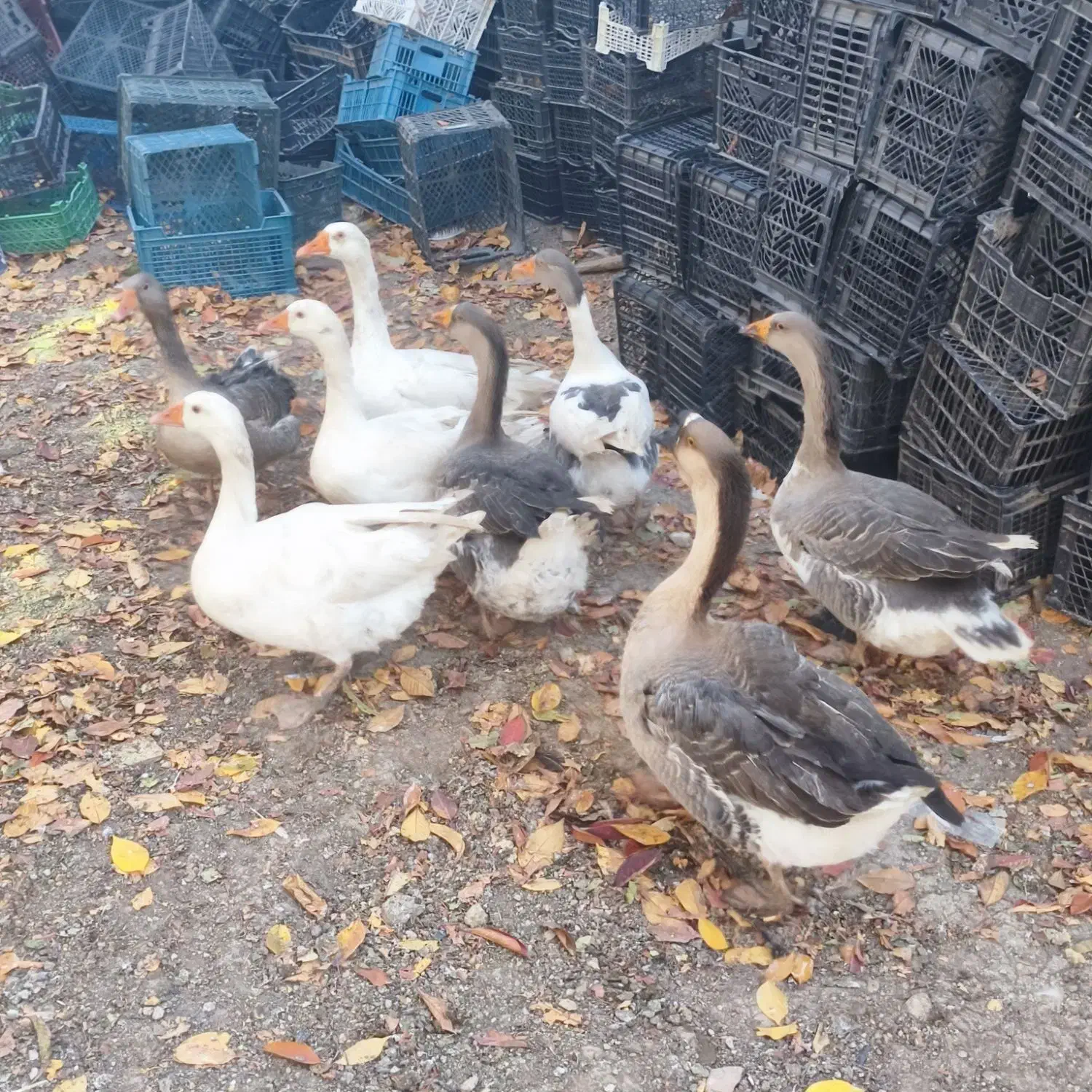 فروش ۸ غاز محلی|حیوانات مزرعه|سرعین, |دیوار