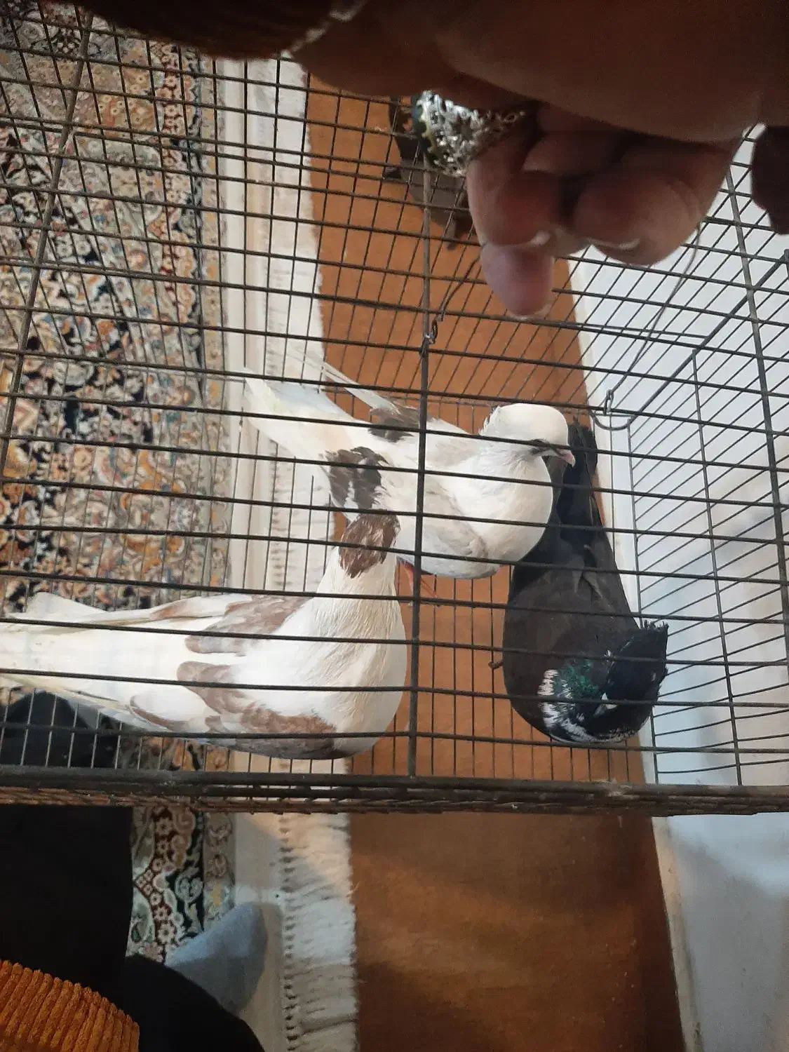 انگشتر و کبوتر دوکت|بدلیجات|اهواز, کوی صادقیه|دیوار