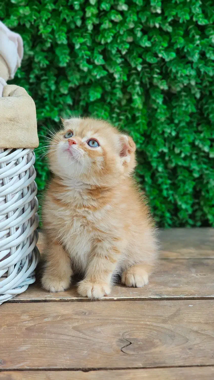 توله پرشین کت عروسکی|گربه|اراک, |دیوار