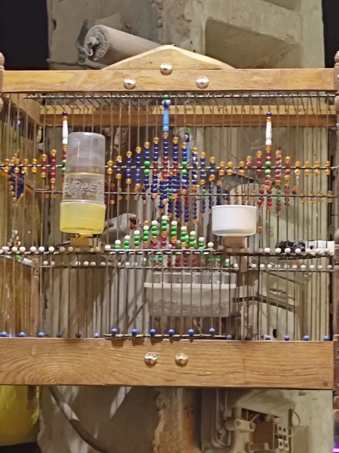 سهره کرمونی|پرنده|مشهد, جاهد شهر|دیوار