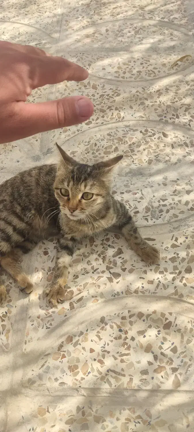 گربه دستی|گربه|ایلام, |دیوار