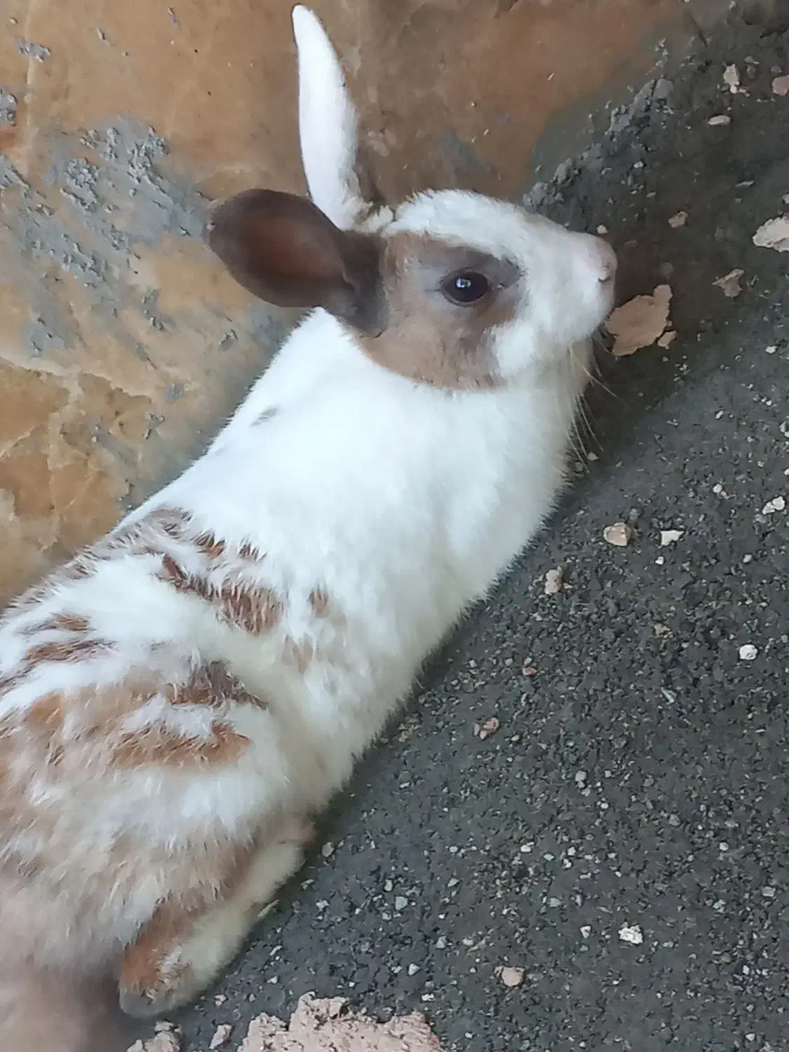 خرگوش نر|موش و خرگوش|رودان, |دیوار