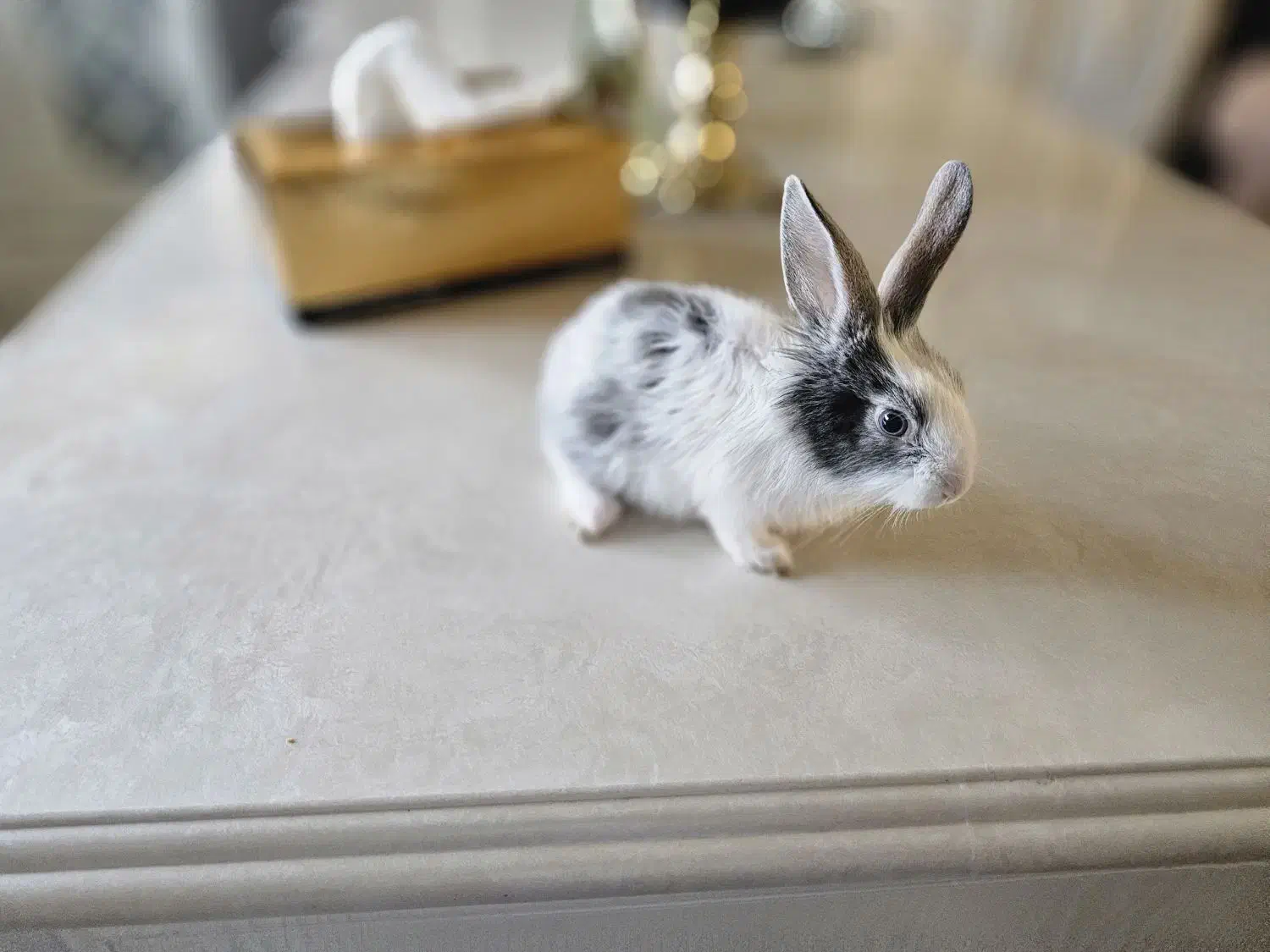 خرگوش کوچولو مینیاتوری|موش و خرگوش|تبریز, |دیوار