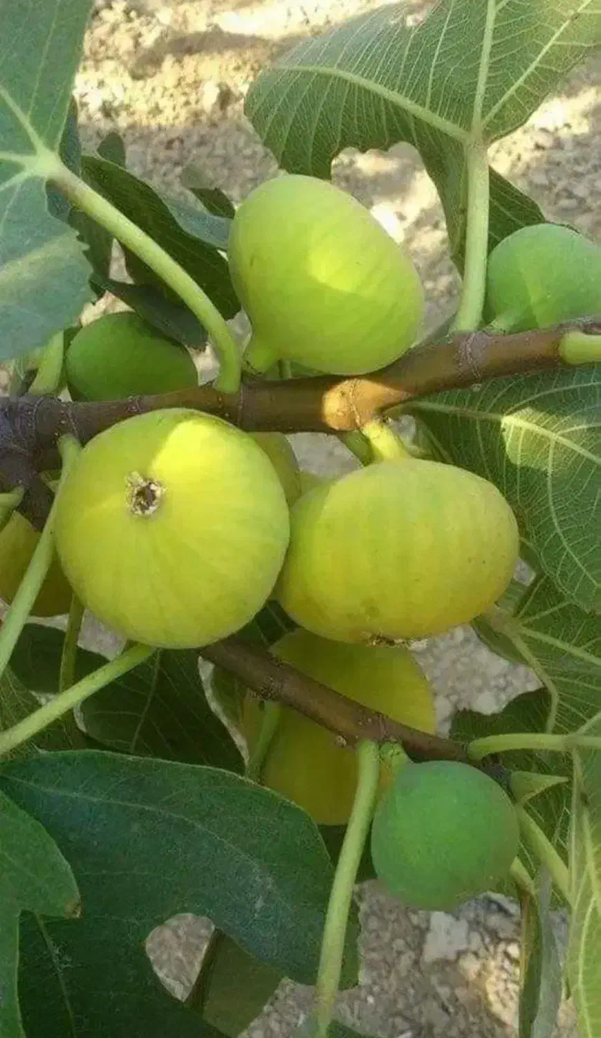 غرب نهال با تولید و توزیع نهال بصورت انبوه|خدمات باغبانی و درختکاری|مرزنآباد, |دیوار