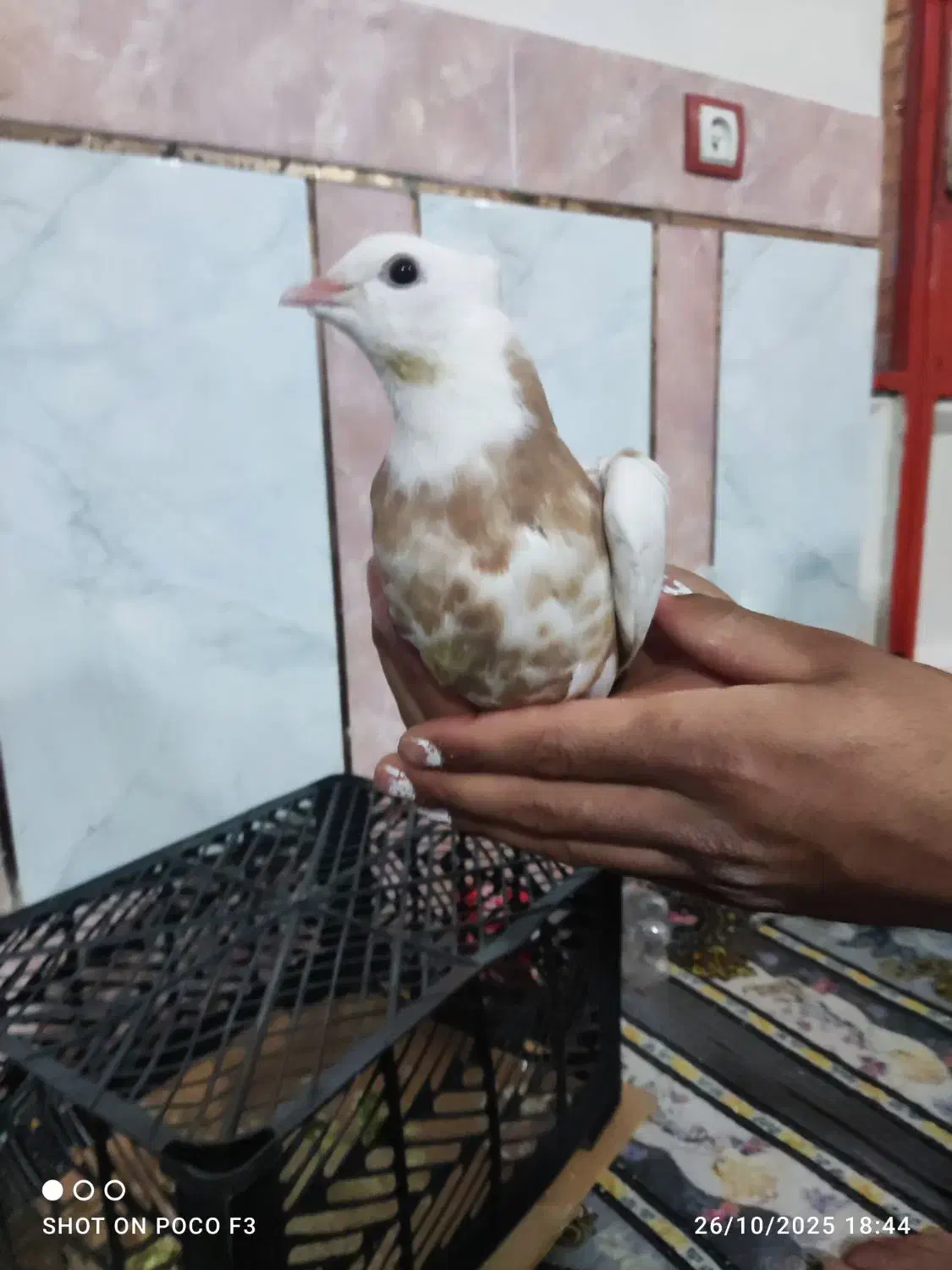 جوجه طوق زرد|پرنده|گتوند, |دیوار