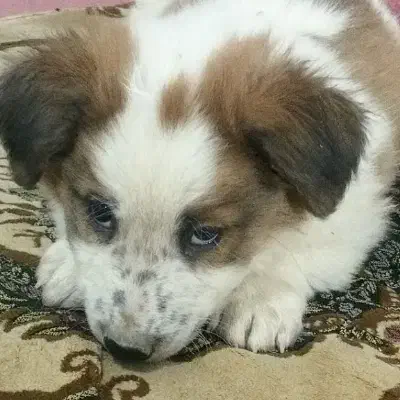 توله سگ|سگ|مشهد, انصار|دیوار