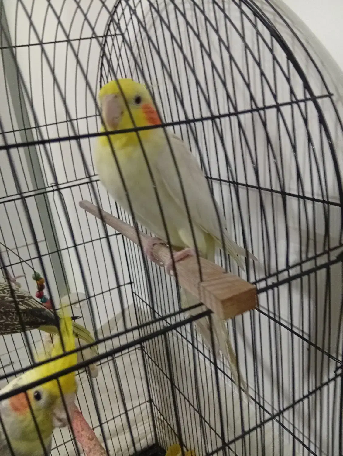 سه عدد عروس هلندی|پرنده|مشهد, هفت تیر (نه دره)|دیوار