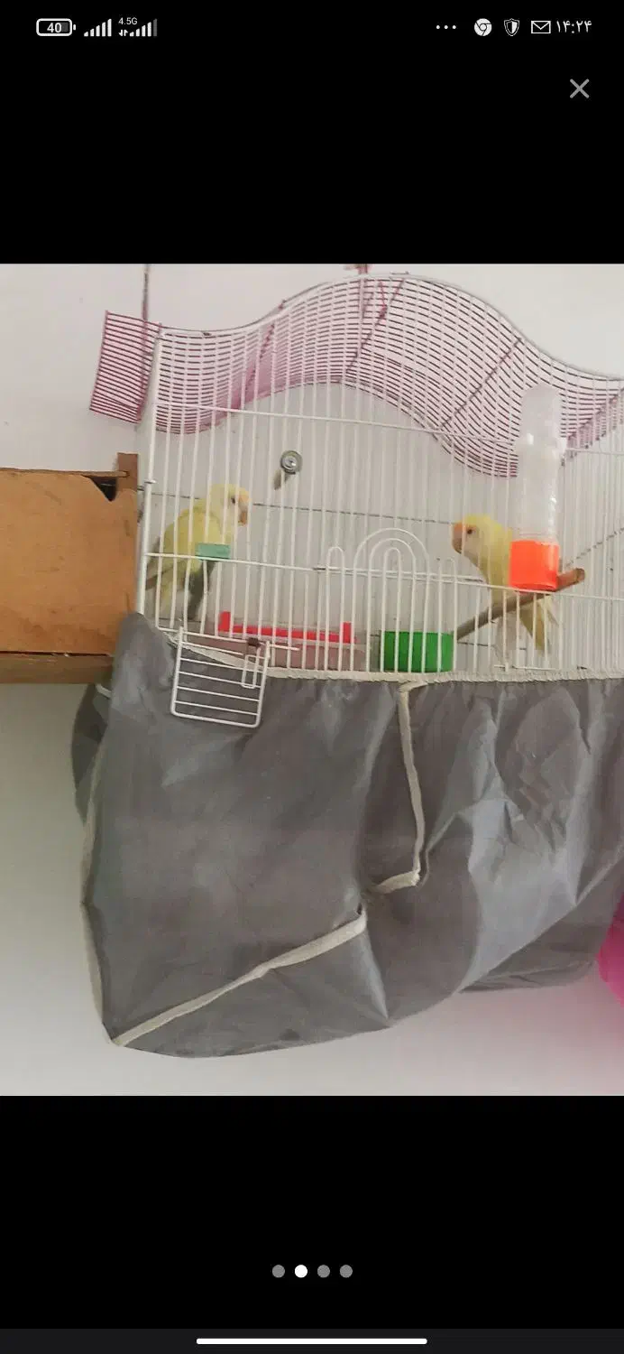 برزیلی|پرنده|پیرانشهر, |دیوار