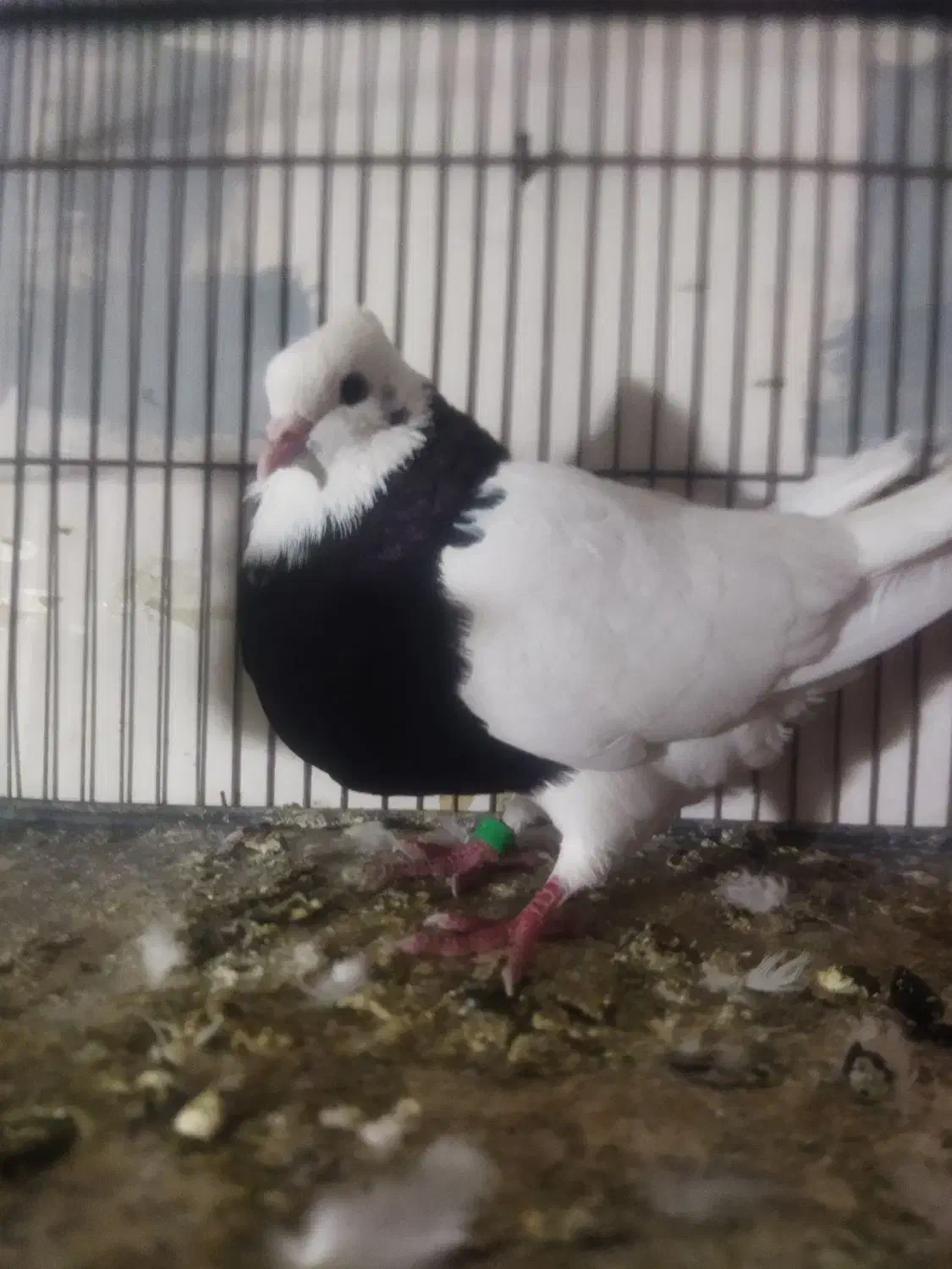 طوقی ماده درشت و پاک|پرنده|گنبد کاووس, |دیوار