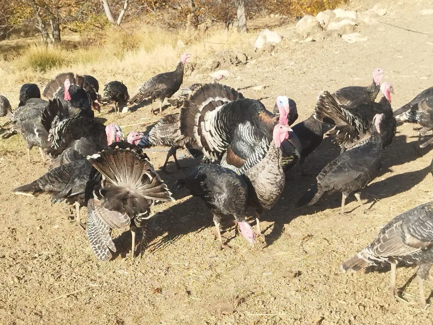 بوقلمون|حیوانات مزرعه|بروجرد, |دیوار