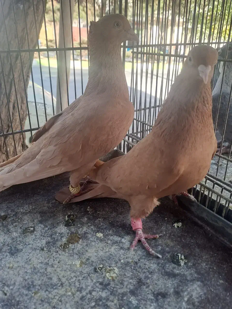 نرو ماده زرد کاکلی|پرنده|فولادشهر, زاینده رود|دیوار