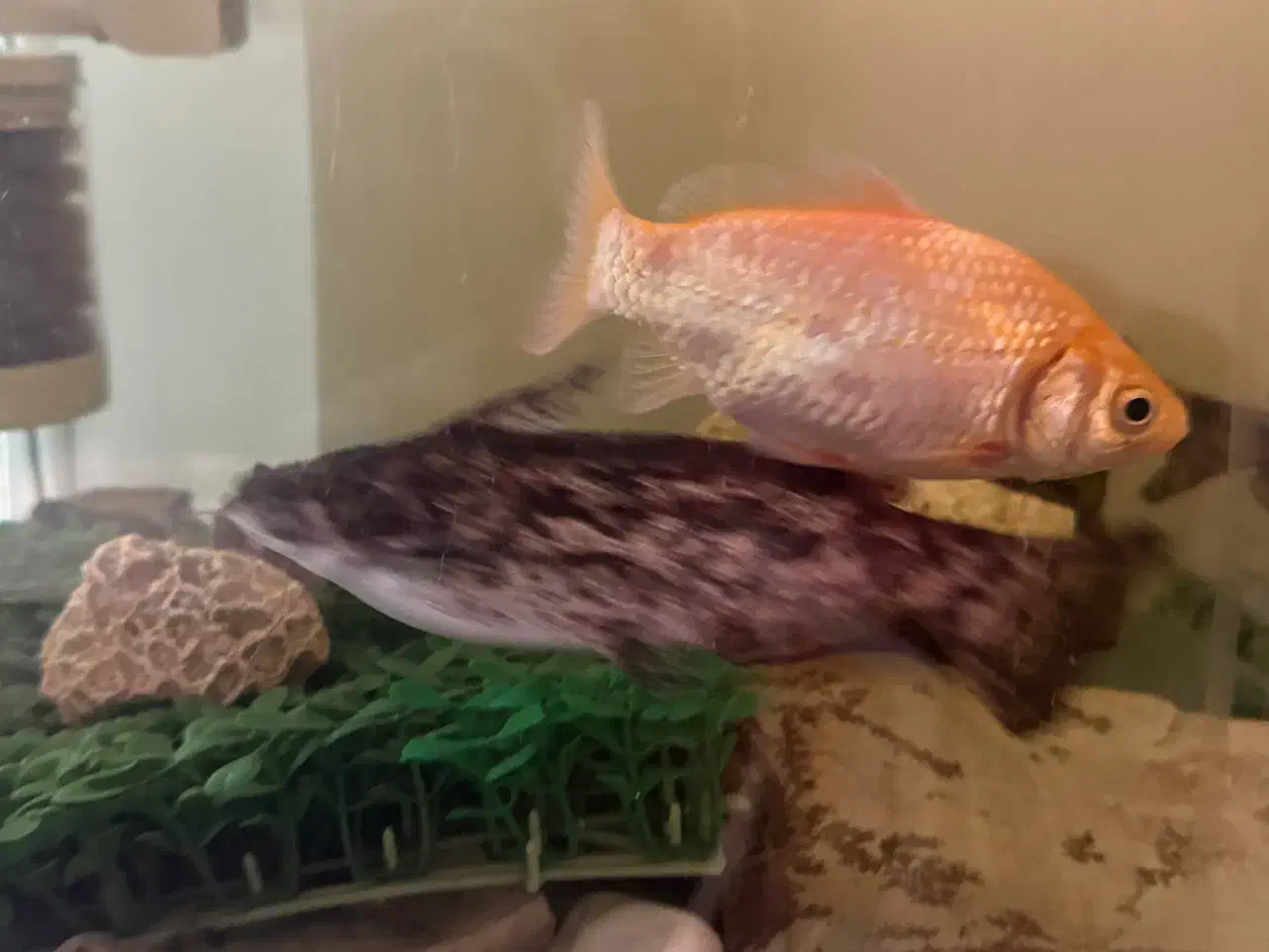 ماهی پنگوسی|ماهی|تهران, کاج|دیوار