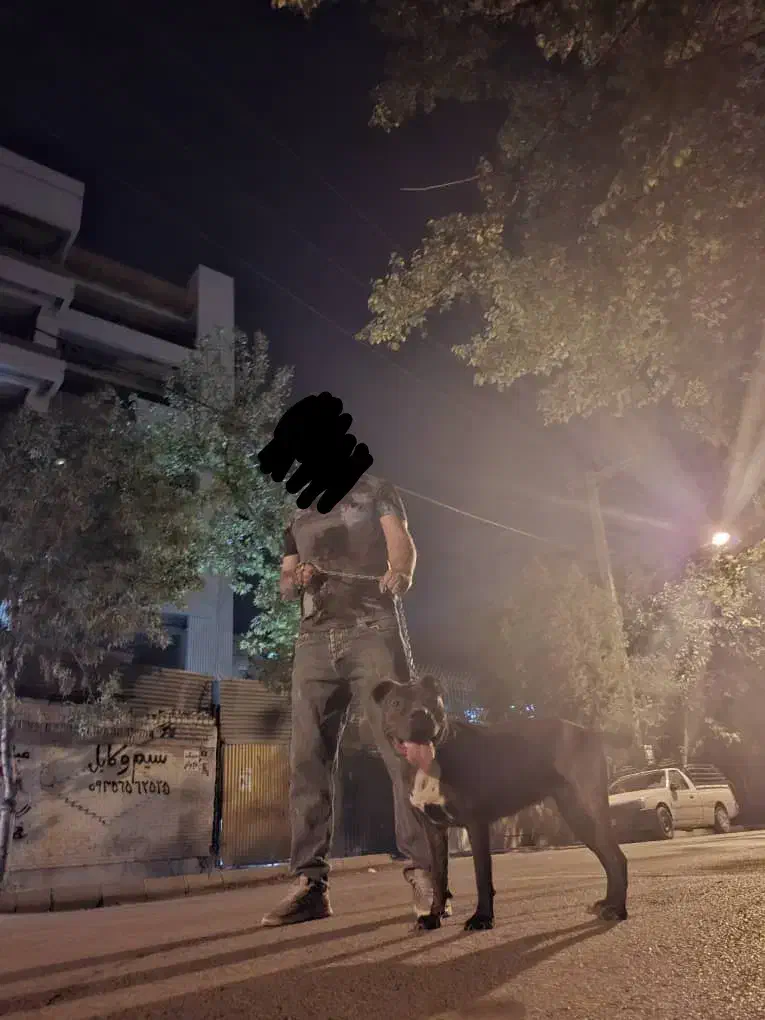 سگ پیتبول ماده|سگ|قم, نخودی|دیوار