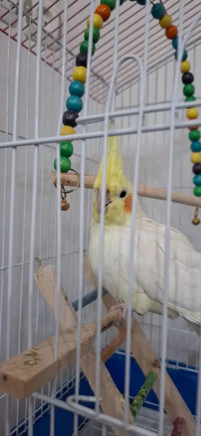 عروس هلندی نر|پرنده|پیر بکران, |دیوار