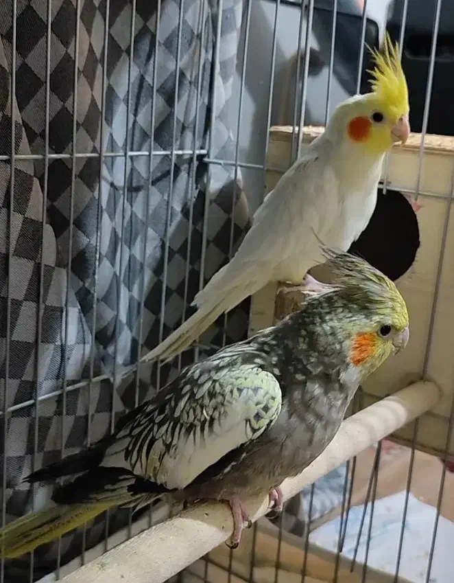 عروس هلندی جفت|پرنده|شیراز, فاضل|دیوار