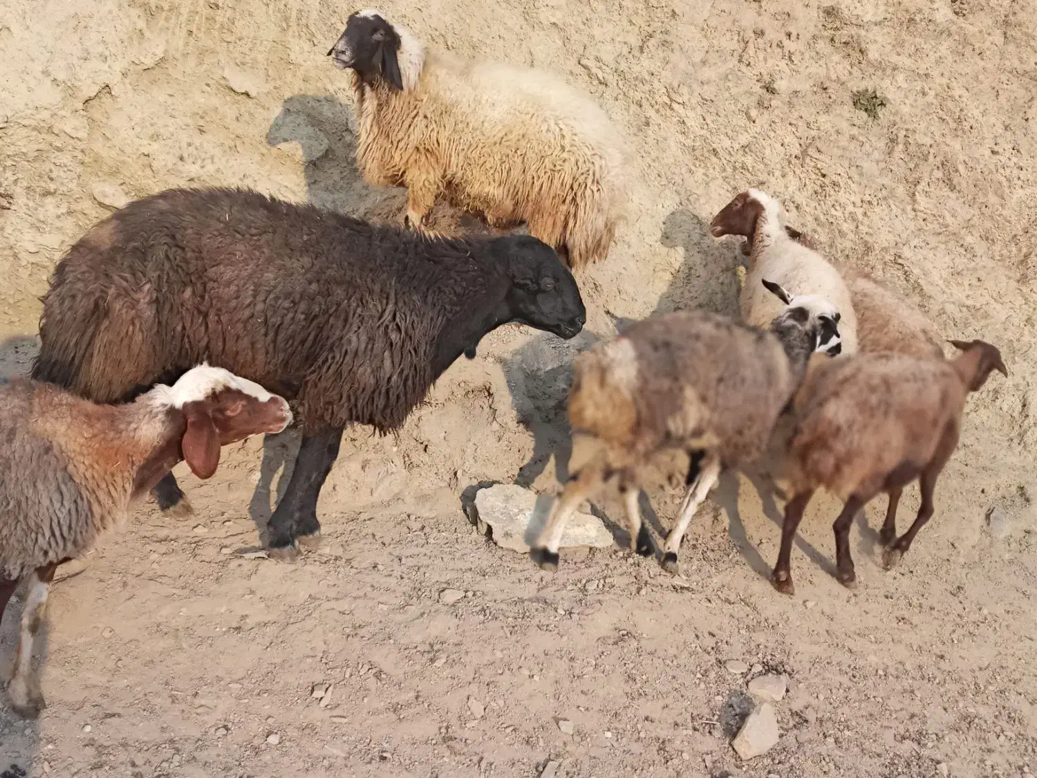 ۵ راس گوسفند شیره دار و ۲ راس بران زیبا|حیوانات مزرعه|مریوان, |دیوار