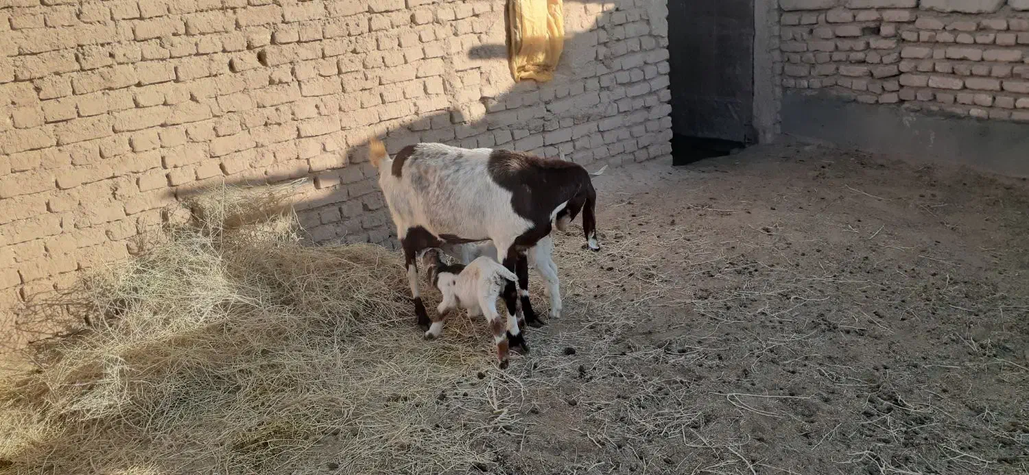 بز سانن وپاکستانی زاییده شیرمست|حیوانات مزرعه|نیمبلوک, |دیوار