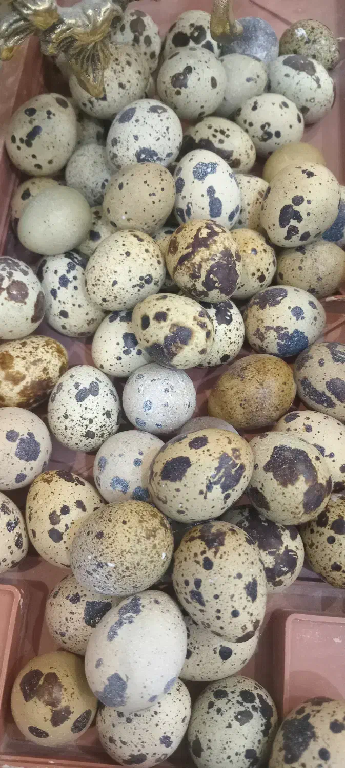 تخم بلدرچین|خوردنی و آشامیدنی|مشگین شهر, |دیوار