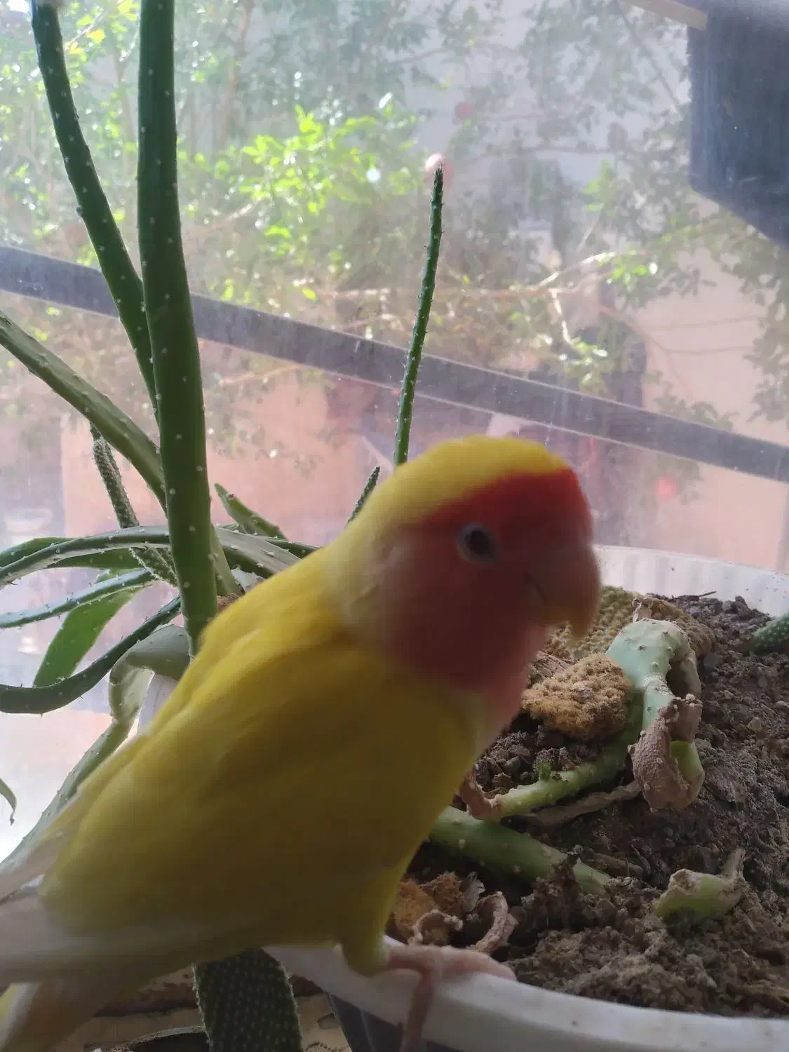 عروس هلندی وکوطوله|پرنده|آشتیان, |دیوار