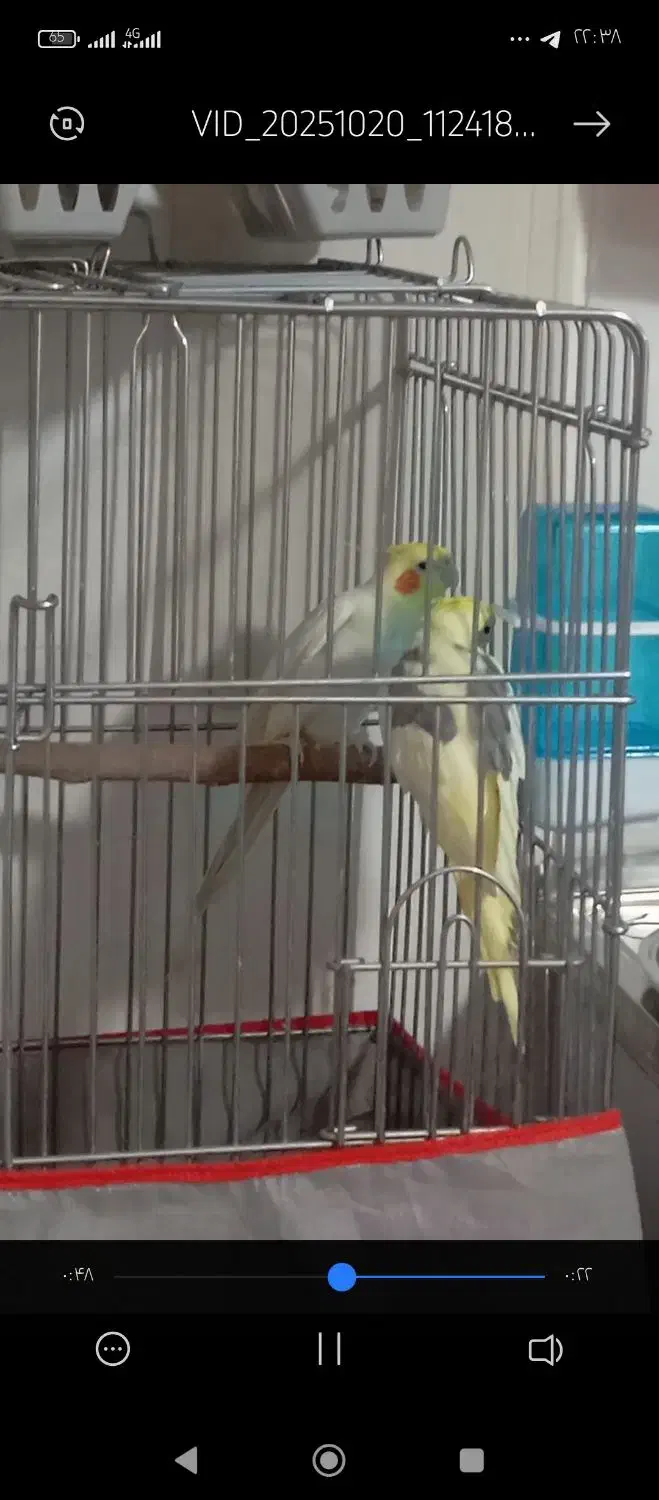 جفت عروس هلندی|پرنده|اسماعیلی, |دیوار