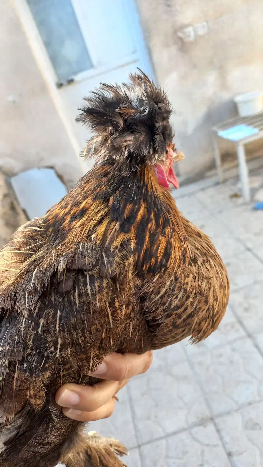 فروش خروس ریشو و نیمچه مرغ پاپر و مرغ محلی|حیوانات مزرعه|شیراز, تندگویان|دیوار