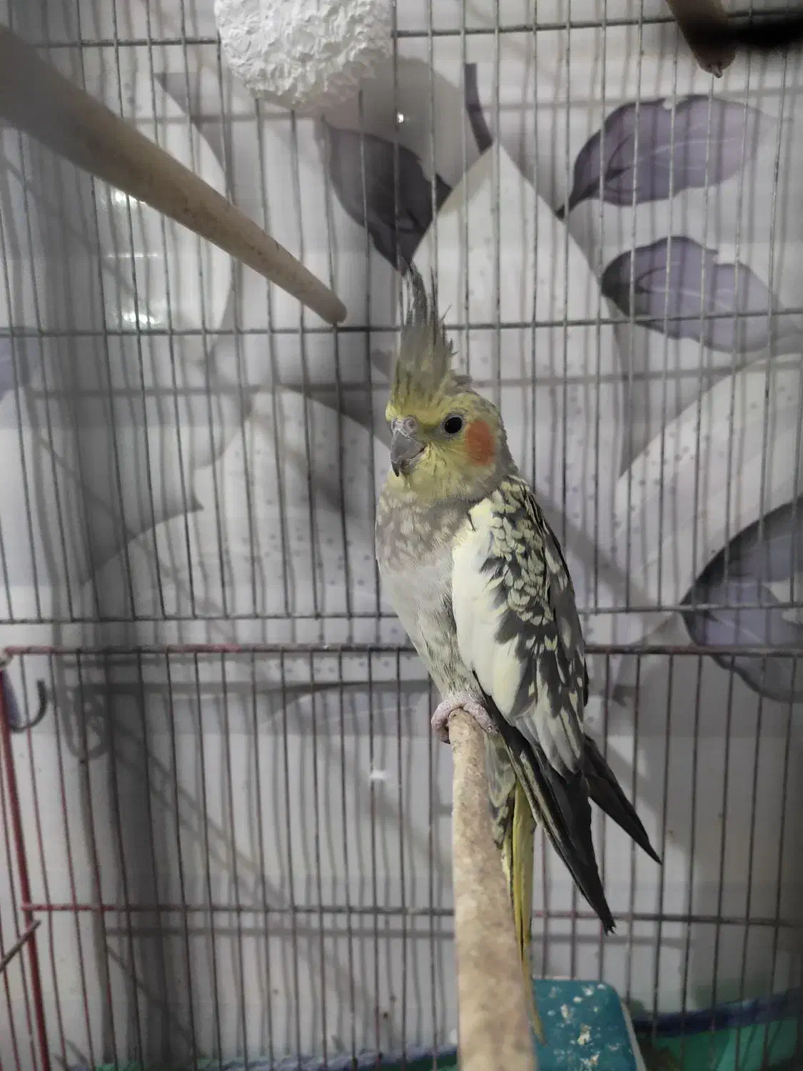 سلام عروس هلندی سالم و آواز خون با همرا بچه|پرنده|قم, کیوانفر|دیوار