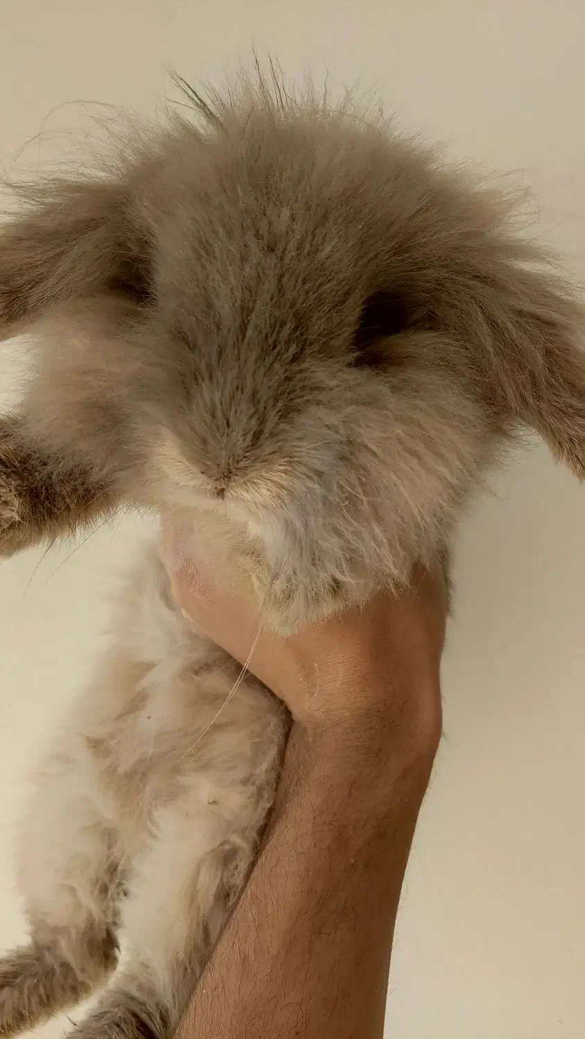 خرگوش لوپ گم شده|موش و خرگوش|بافت, |دیوار