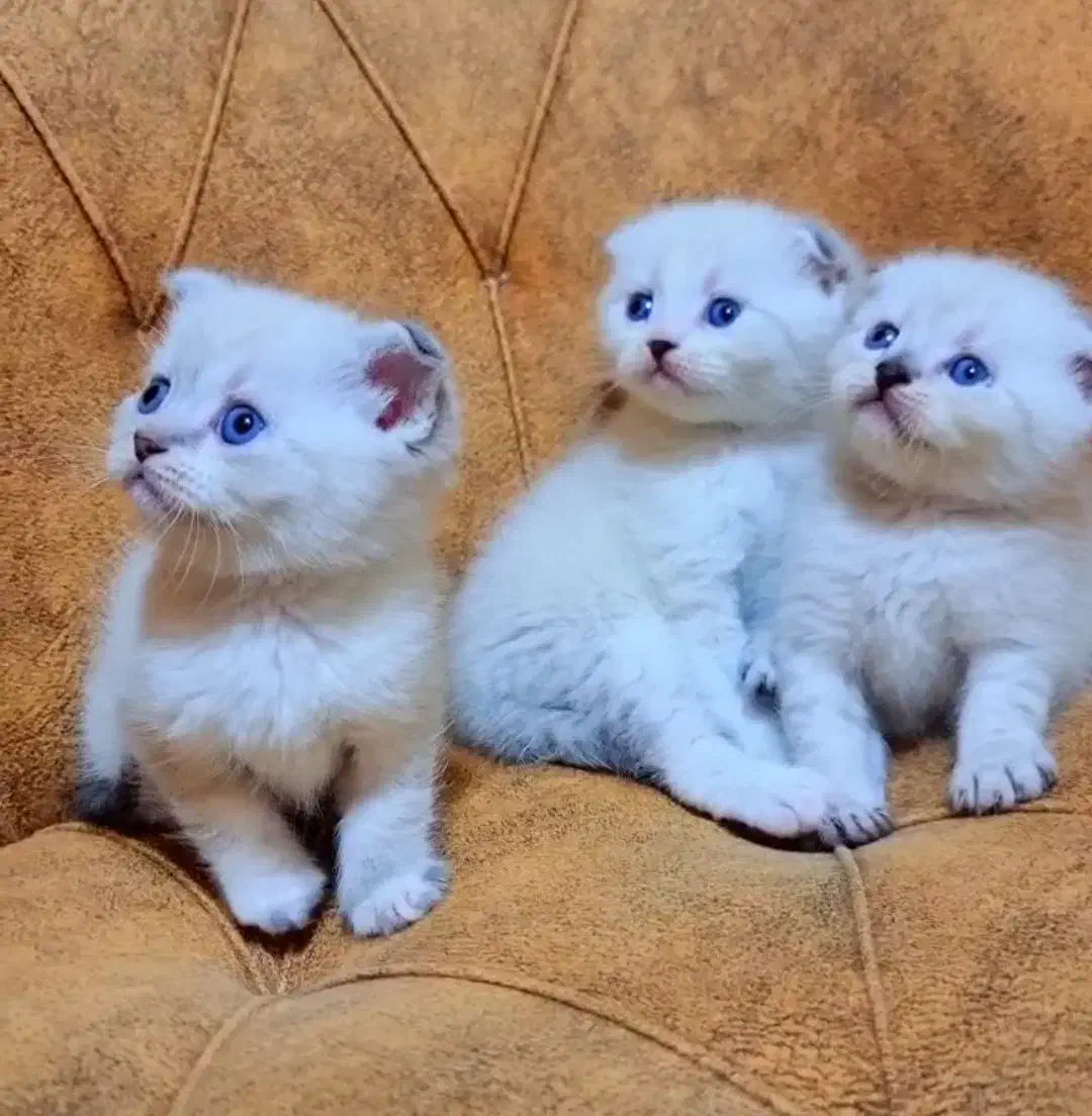 اسکاتیش فولد سیلور چشم آبی|گربه|تهران, مدائن|دیوار