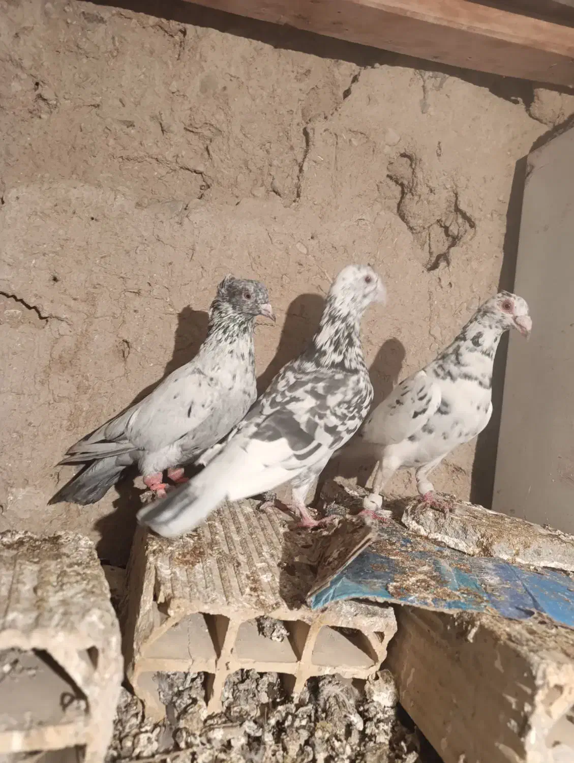 کبوترمقبول|پرنده|بجنورد, |دیوار