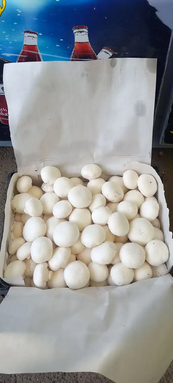 قارچ عمده و خرده|خوردنی و آشامیدنی|تهران, شادآباد|دیوار