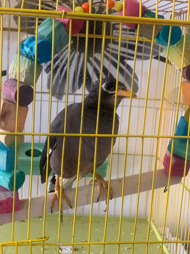 مرغ مینا|پرنده|لامرد, |دیوار