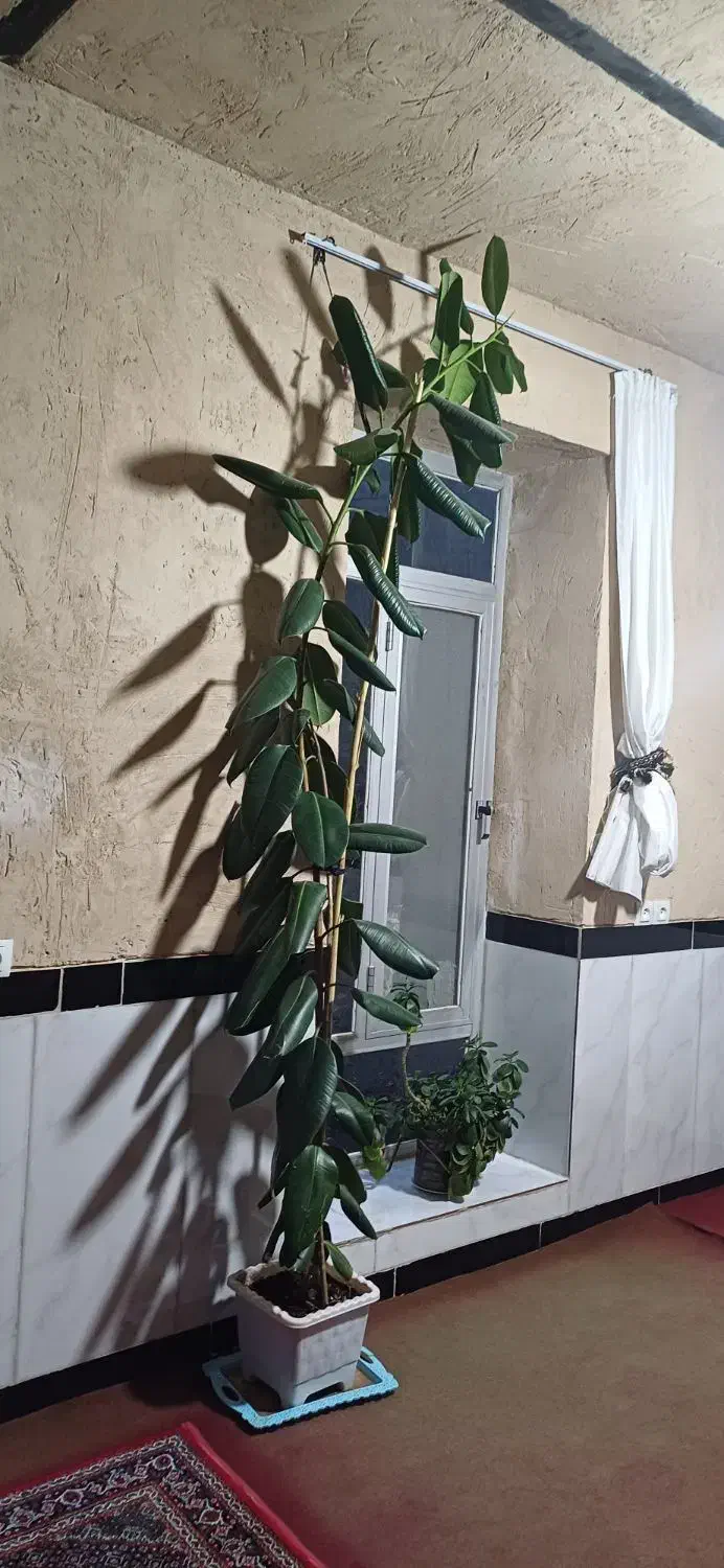 ۱۸۰۰۰۰۰|گل و گیاه طبیعی|جوانرود, |دیوار